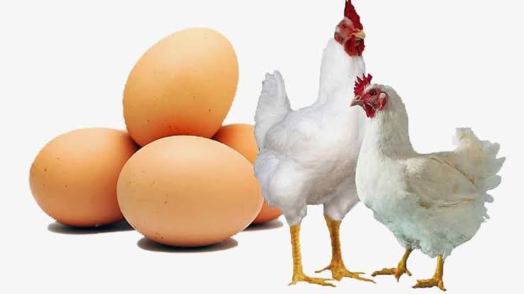 মুরগী ও ডিম