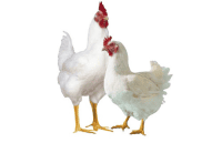 সাদা মুরগী (হাইব্রিড/ব্রয়লার) ১.৫ কেজি