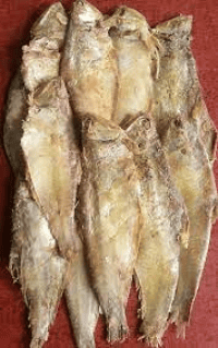 চেপা (পাইসা মাছ)